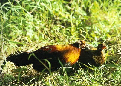 雉科【原鸡 Red Junglefowl】生活习性简介 原鸡图片