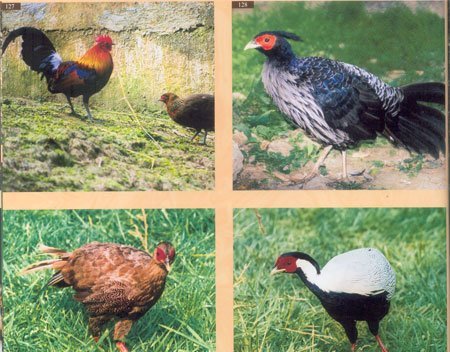 雉科【原鸡 Red Junglefowl】生活习性简介 原鸡图片