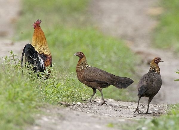 雉科【原鸡 Red Junglefowl】生活习性简介 原鸡图片
