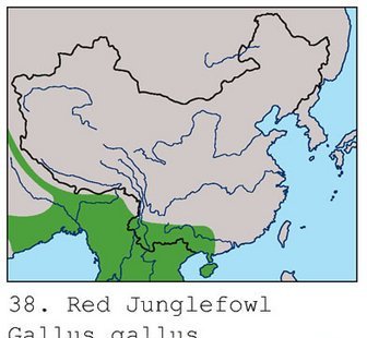 雉科【原鸡 Red Junglefowl】生活习性简介 原鸡图片