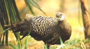 雉科【灰孔雀雉 Hainan grey peacock-pheasant】生活习性简介 灰孔雀雉图片