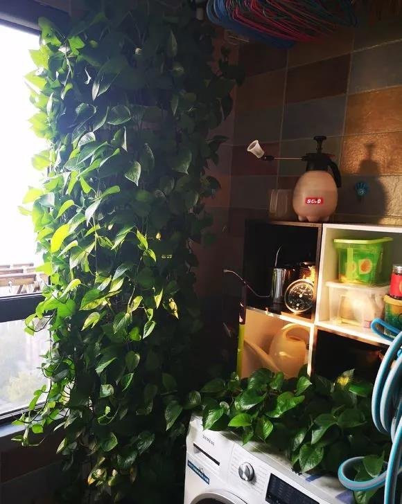 最爱“吃土” 的4种花，盆土吃精光，春天说啥也要换土！