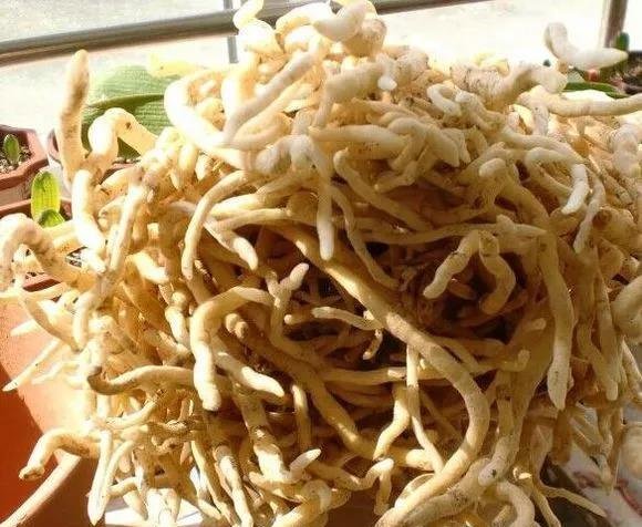 最爱“吃土” 的4种花，盆土吃精光，春天说啥也要换土！