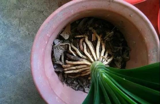 最爱“吃土” 的4种花，盆土吃精光，春天说啥也要换土！