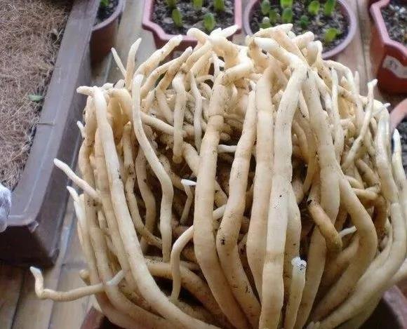 最爱“吃土” 的4种花，盆土吃精光，春天说啥也要换土！