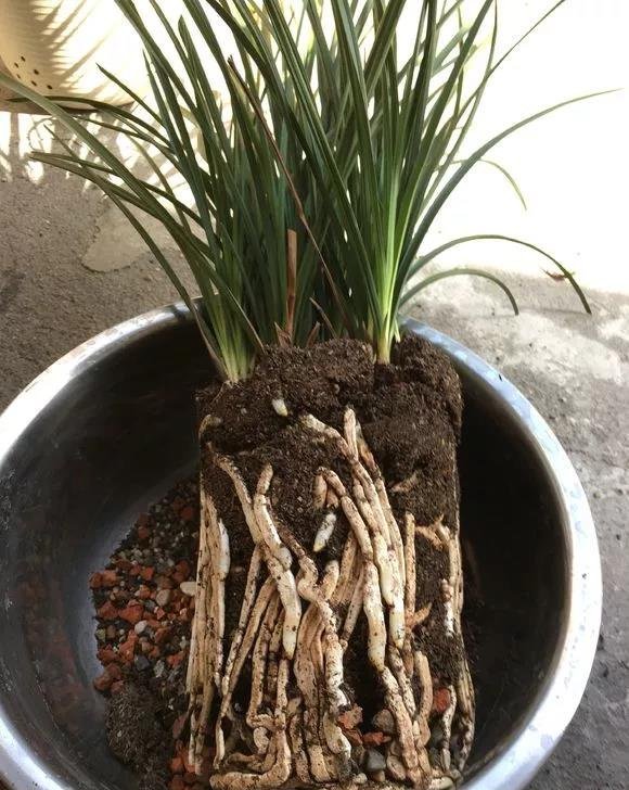最爱“吃土” 的4种花，盆土吃精光，春天说啥也要换土！