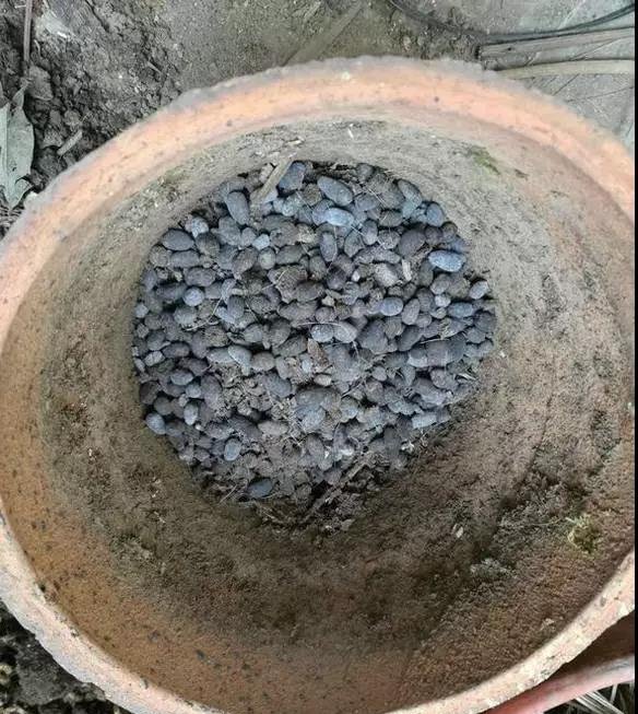 最爱“吃土” 的4种花，盆土吃精光，春天说啥也要换土！