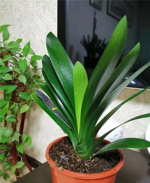 养君子兰