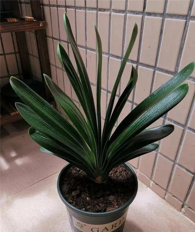 养君子兰