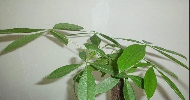 发财树的叶子为什么变黄？原因都在这里了