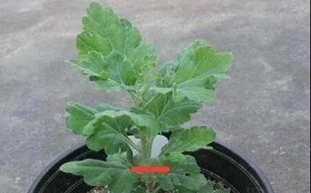 你的菊花长不好开花效果差，可能是这件事没做