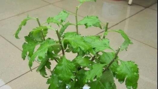 你的菊花长不好开花效果差，可能是这件事没做