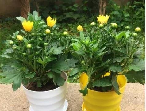 你的菊花长不好开花效果差，可能是这件事没做