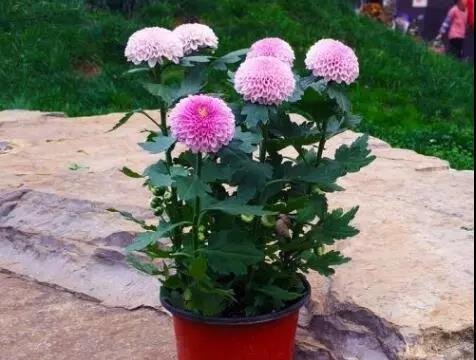 你的菊花长不好开花效果差，可能是这件事没做