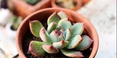 给多肉浇水的频率多久一次好