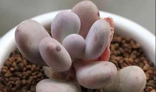 给多肉浇水的频率多久一次好