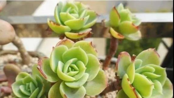 给多肉浇水的频率多久一次好