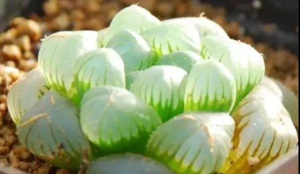 给多肉浇水的频率多久一次好