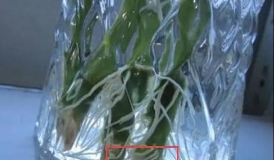富贵竹怎么养叶子更绿？几点养护禁忌要注意