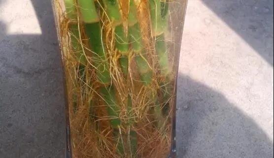 富贵竹怎么养叶子更绿？几点养护禁忌要注意