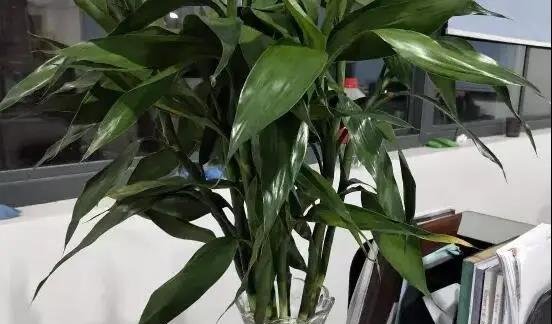 富贵竹怎么养叶子更绿？几点养护禁忌要注意