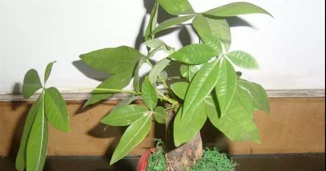 发财树主干腐烂怎么办？做好3件事就能解决