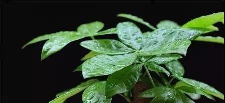 发财树主干腐烂怎么办？做好3件事就能解决