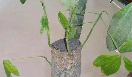 发财树主干腐烂怎么办？做好3件事就能解决