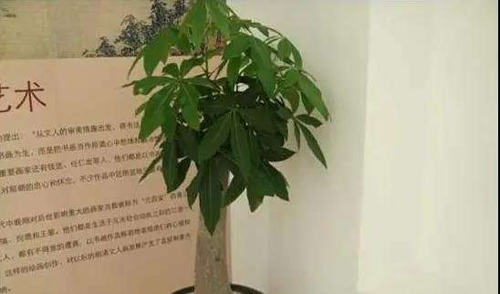 发财树主干腐烂怎么办？做好3件事就能解决