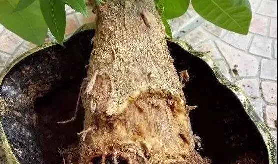 发财树主干腐烂怎么办？做好3件事就能解决