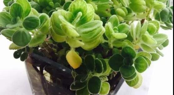 碰碰香的水培养法