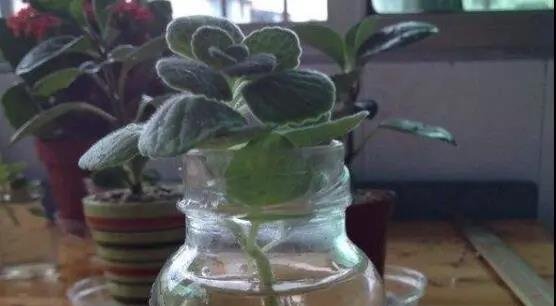 碰碰香的水培养法