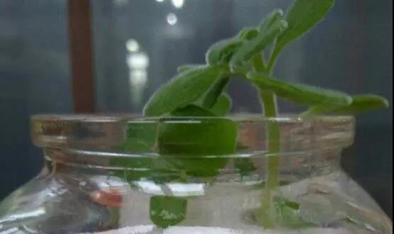 碰碰香的水培养法