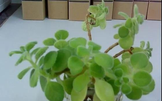 碰碰香的水培养法