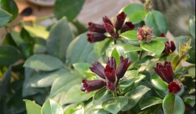 口红吊兰什么时候开花？多开花的栽养技巧