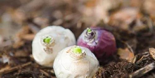 风信子开花后的正确处理方法