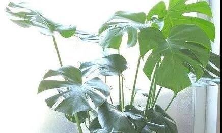 龟背竹叶子发软下垂别着急，做好这几方面的养护