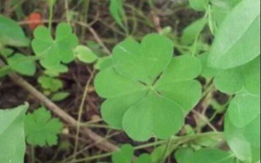 留住小幸运!看如何把四叶草制作成标本