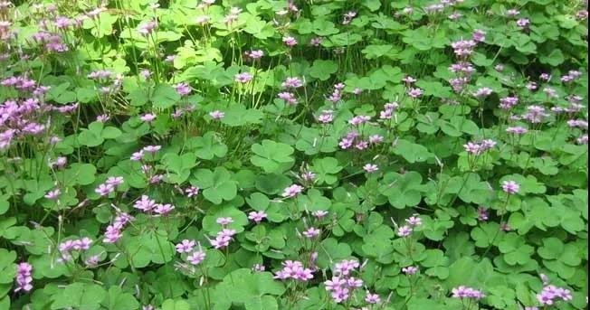 留住小幸运!看如何把四叶草制作成标本