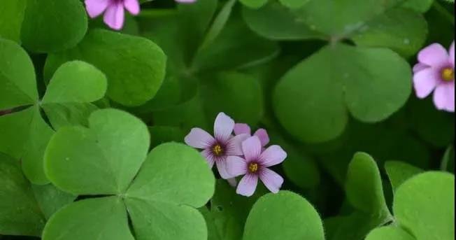 留住小幸运!看如何把四叶草制作成标本