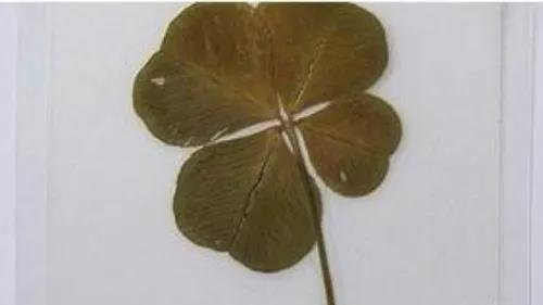 留住小幸运!看如何把四叶草制作成标本
