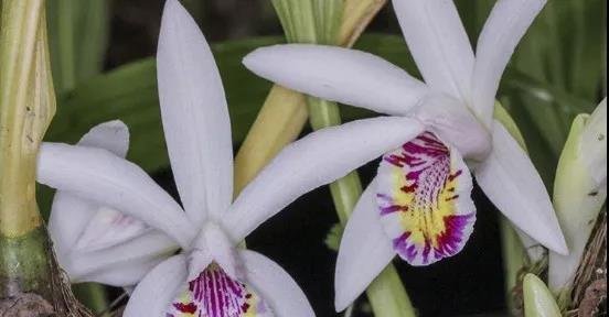 秋花独蒜兰竟是花朵比叶片先开放?