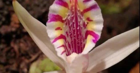 秋花独蒜兰竟是花朵比叶片先开放?