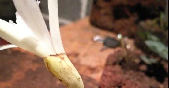 秋花独蒜兰竟是花朵比叶片先开放?