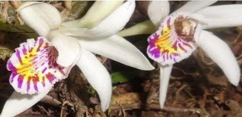 秋花独蒜兰竟是花朵比叶片先开放?