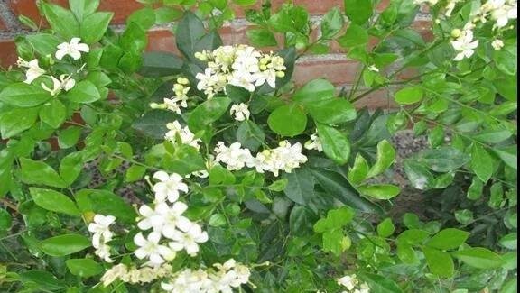 九里香什么时候开花？影响开花的三大关键因素