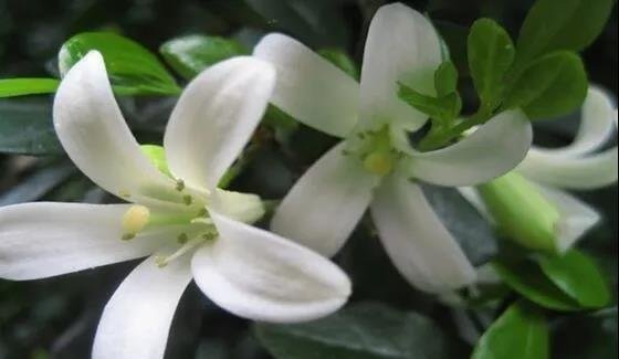 九里香什么时候开花？影响开花的三大关键因素