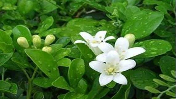 九里香什么时候开花？影响开花的三大关键因素