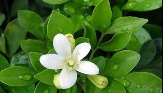 九里香什么时候开花？影响开花的三大关键因素