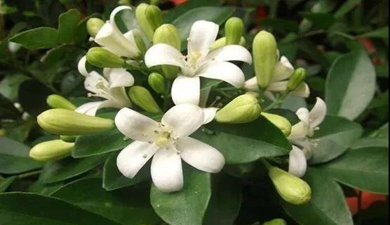 九里香什么时候开花？影响开花的三大关键因素